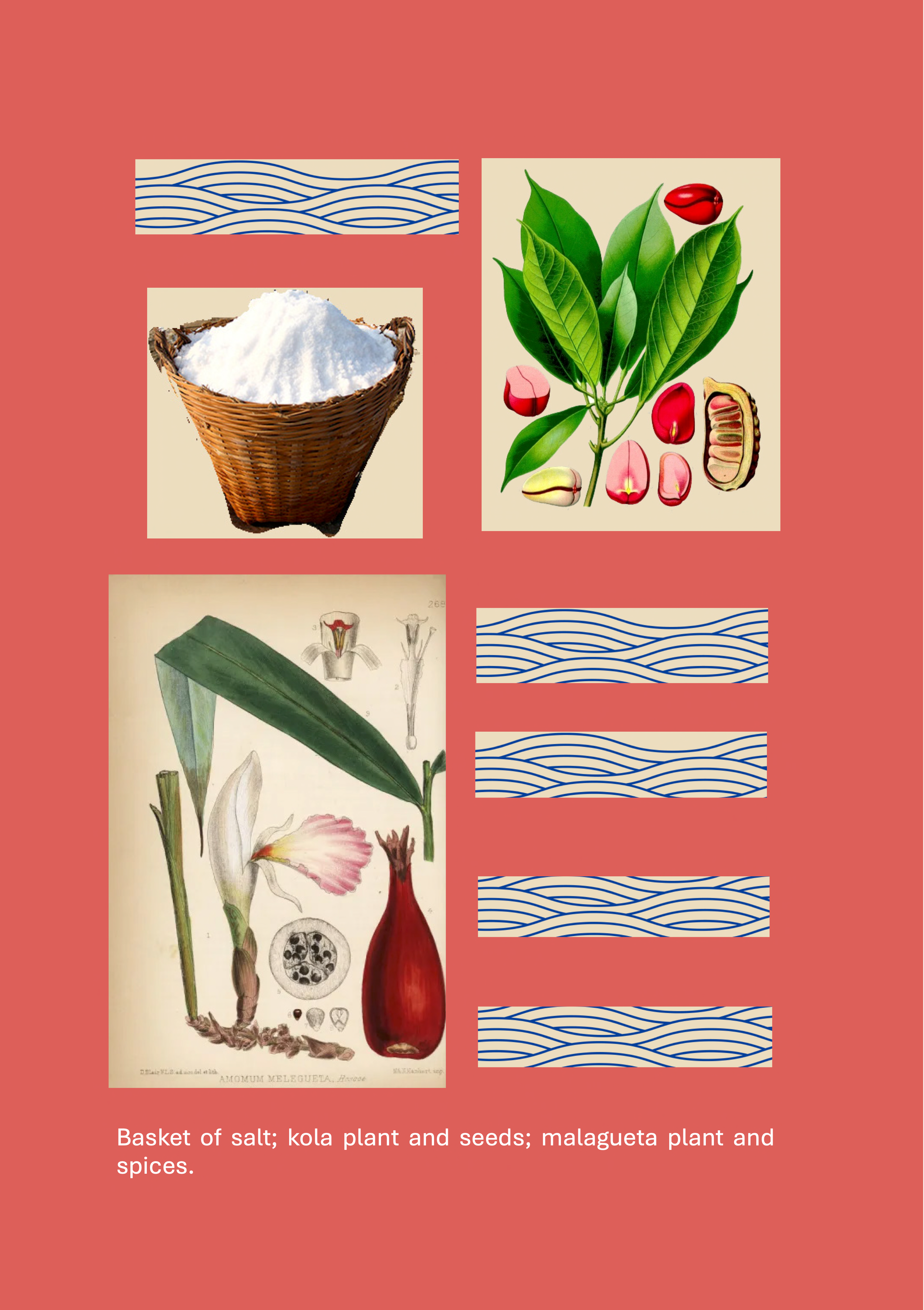 Sea Salt, Kola& Grains of Paradise